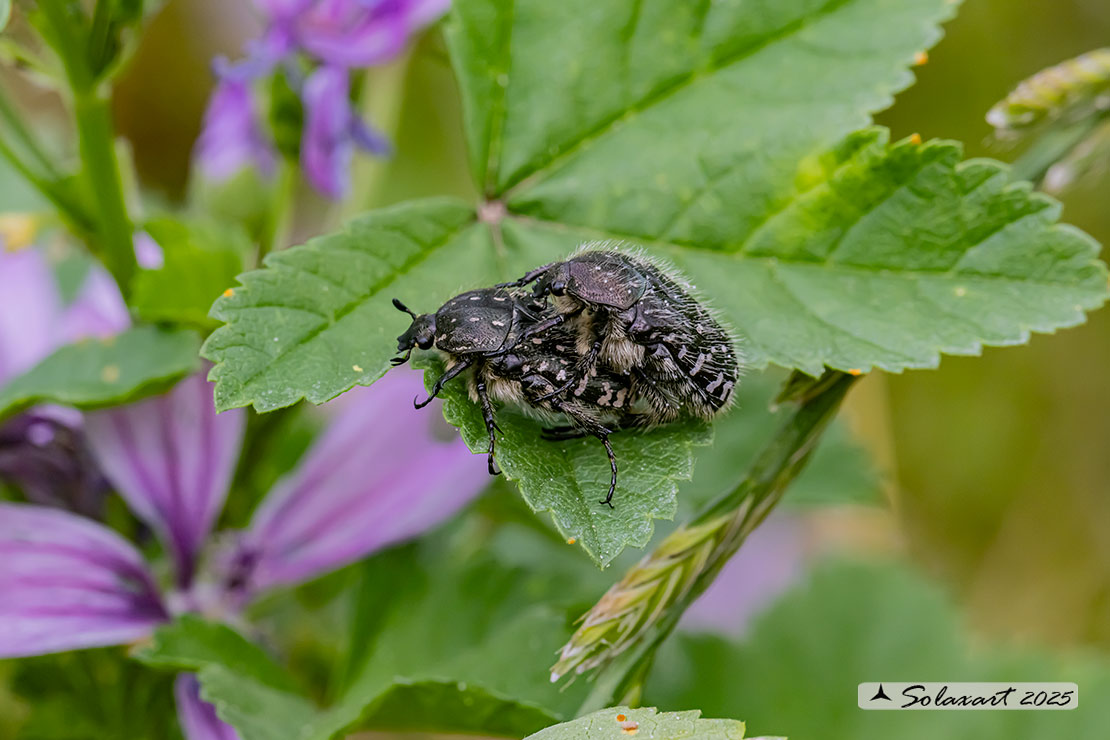 Oxythyrea funesta
