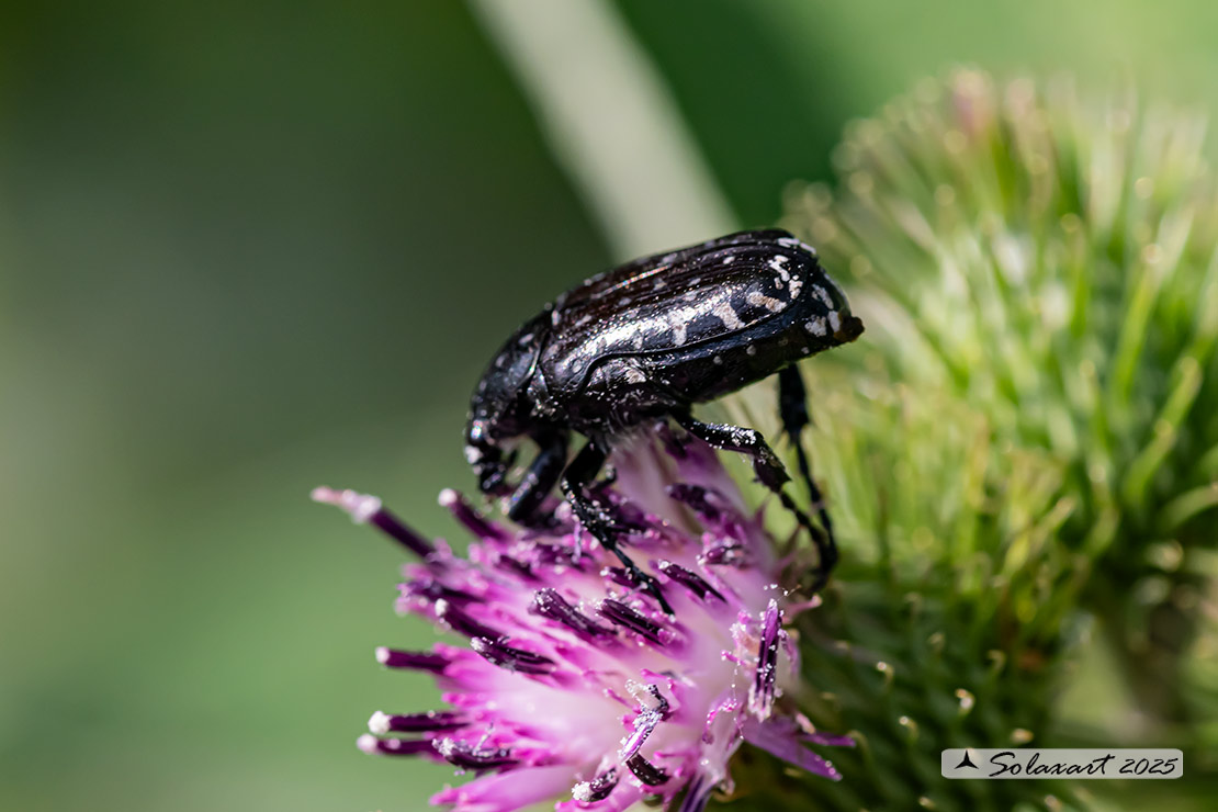 Oxythyrea funesta