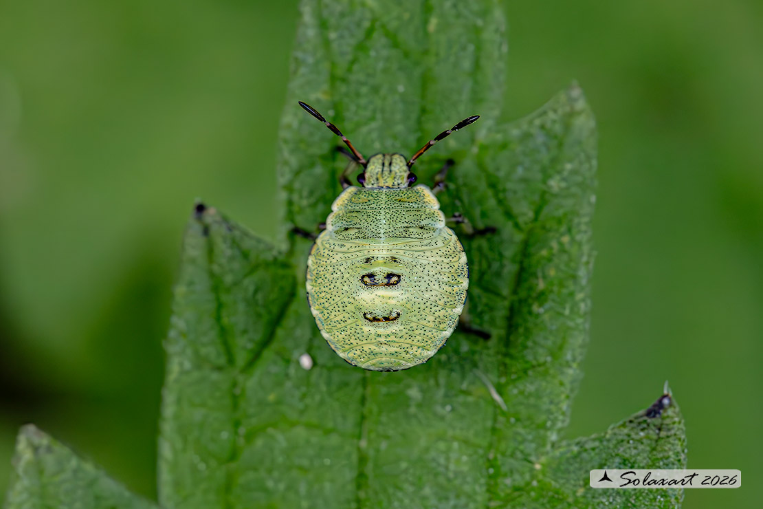 Palomena prasina