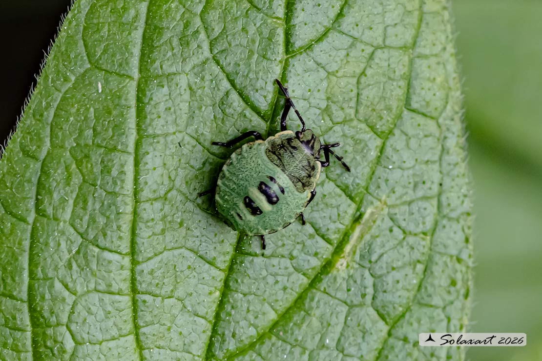 Palomena prasina