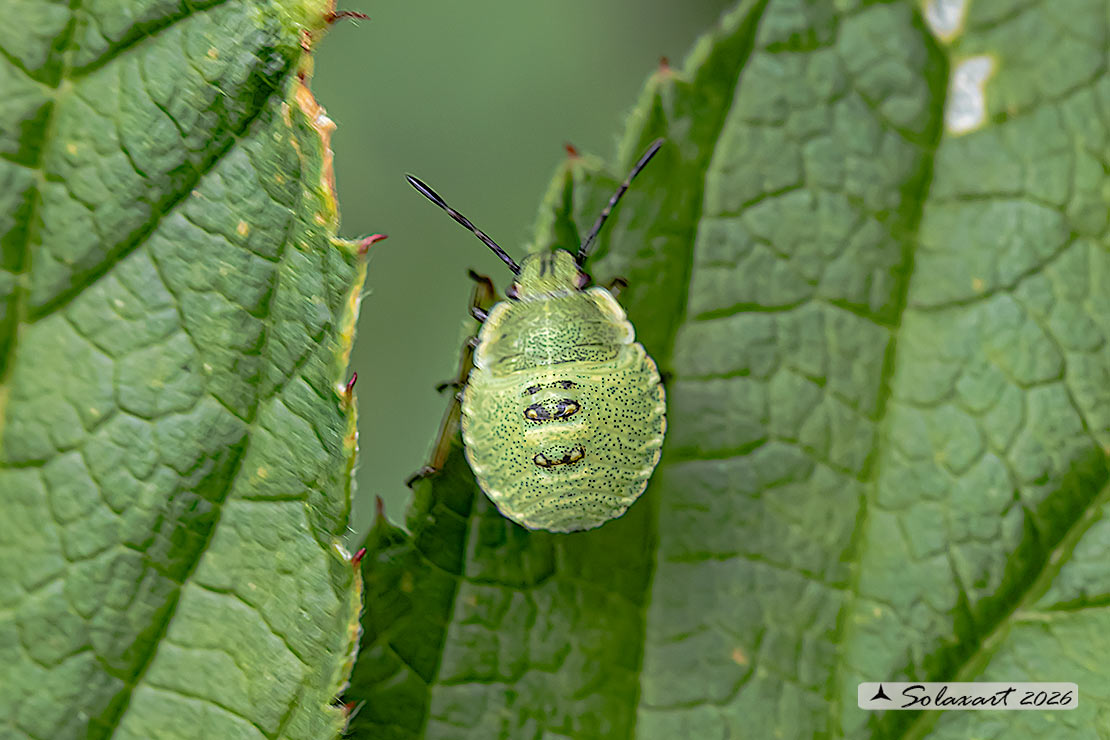 Palomena prasina