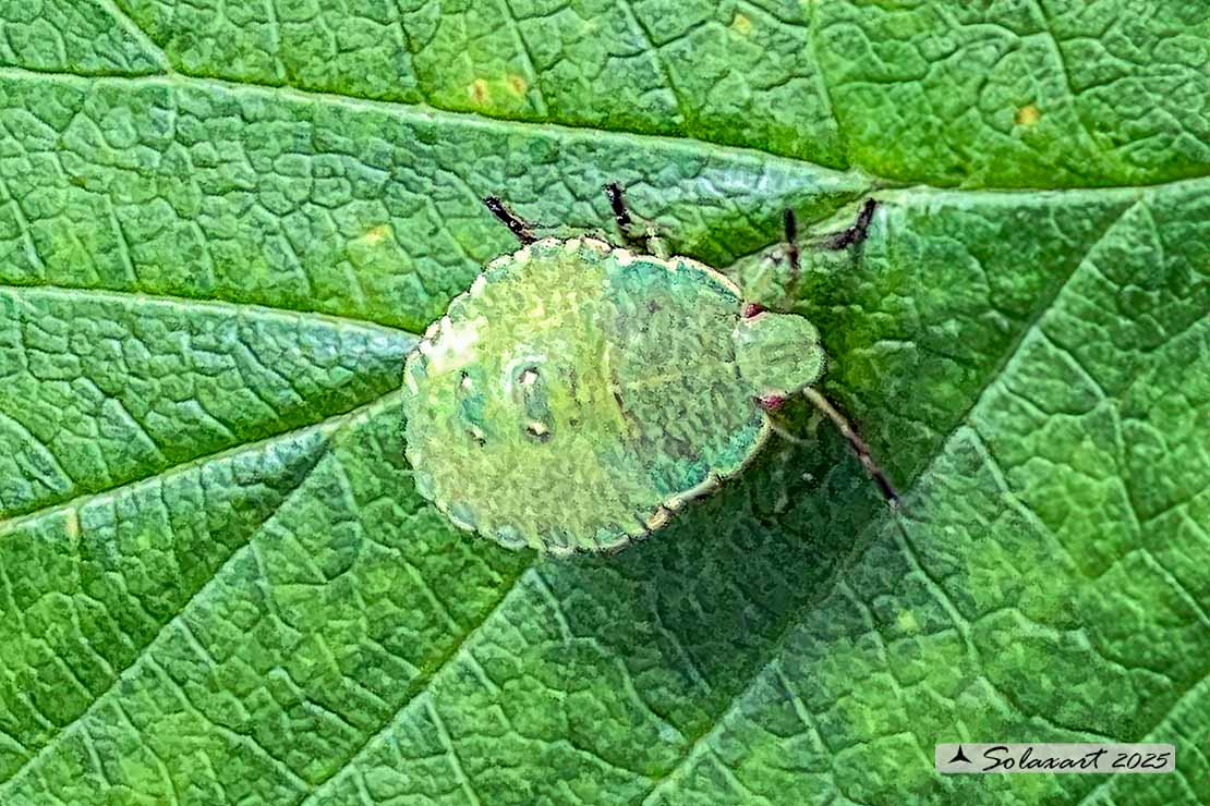 Palomena prasina