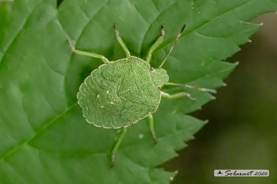 Palomena prasina
