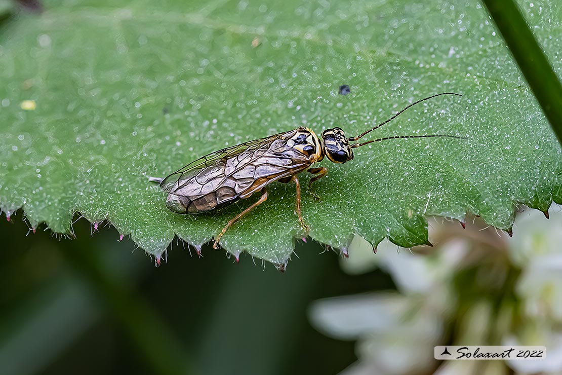 Pamphilius varius