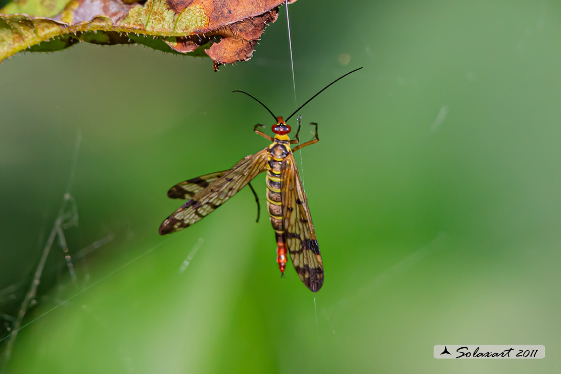 Panorpa cognata: Mosca scorpione (femmina) - scorpionfly (female)