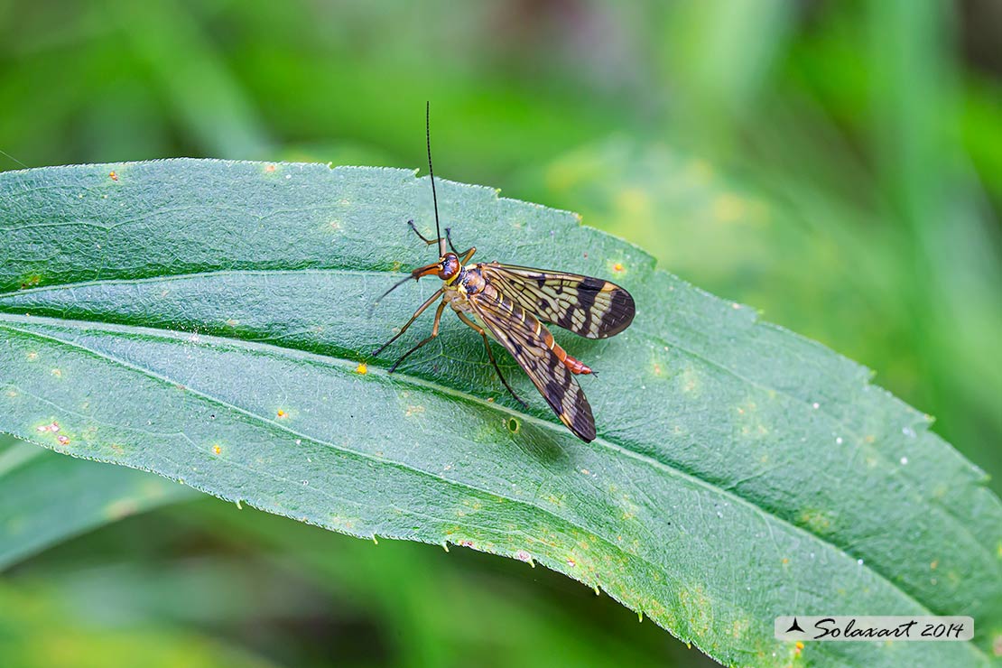 Panorpa cognata: Mosca scorpione (femmina) - scorpionfly (female)