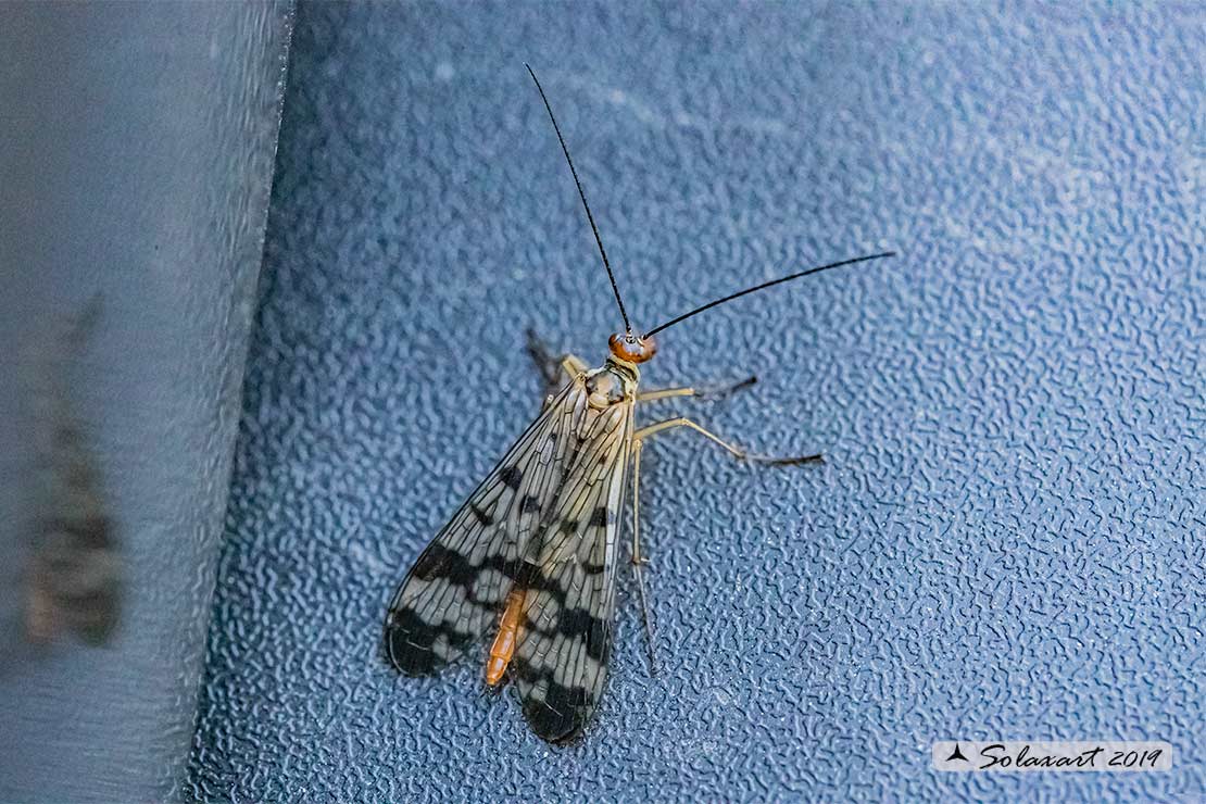 Panorpa cognata: Mosca scorpione (femmina) - scorpionfly (female)