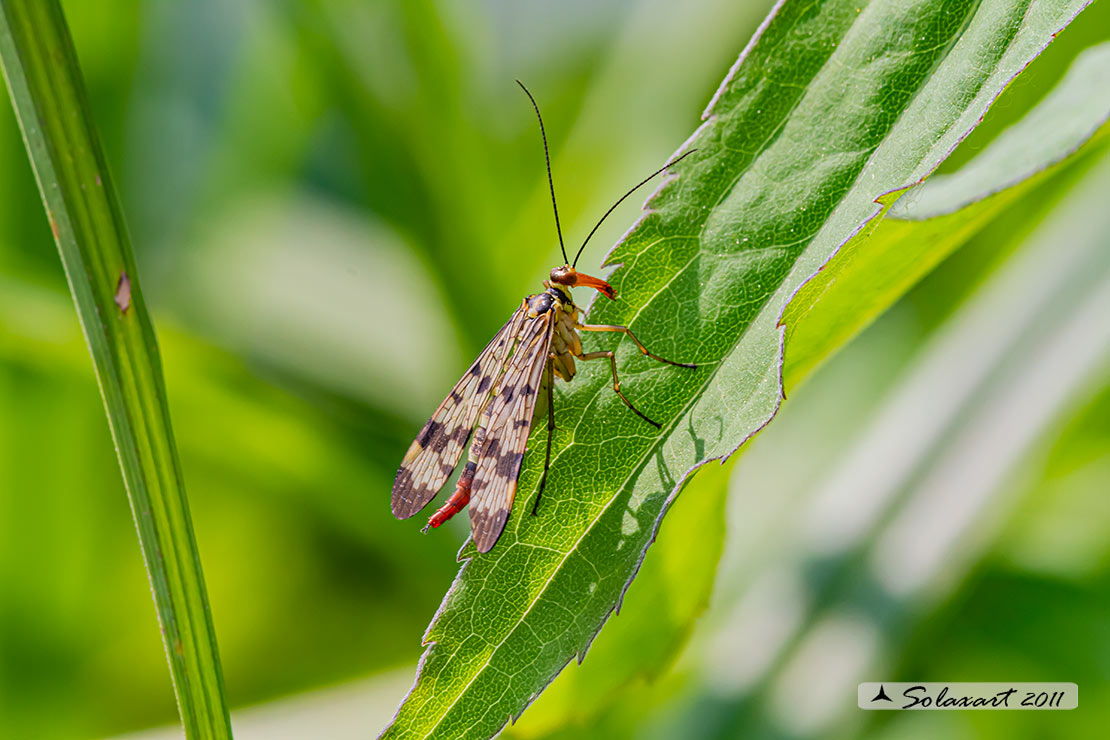 Panorpa cognata: Mosca scorpione (femmina) - scorpionfly (female)