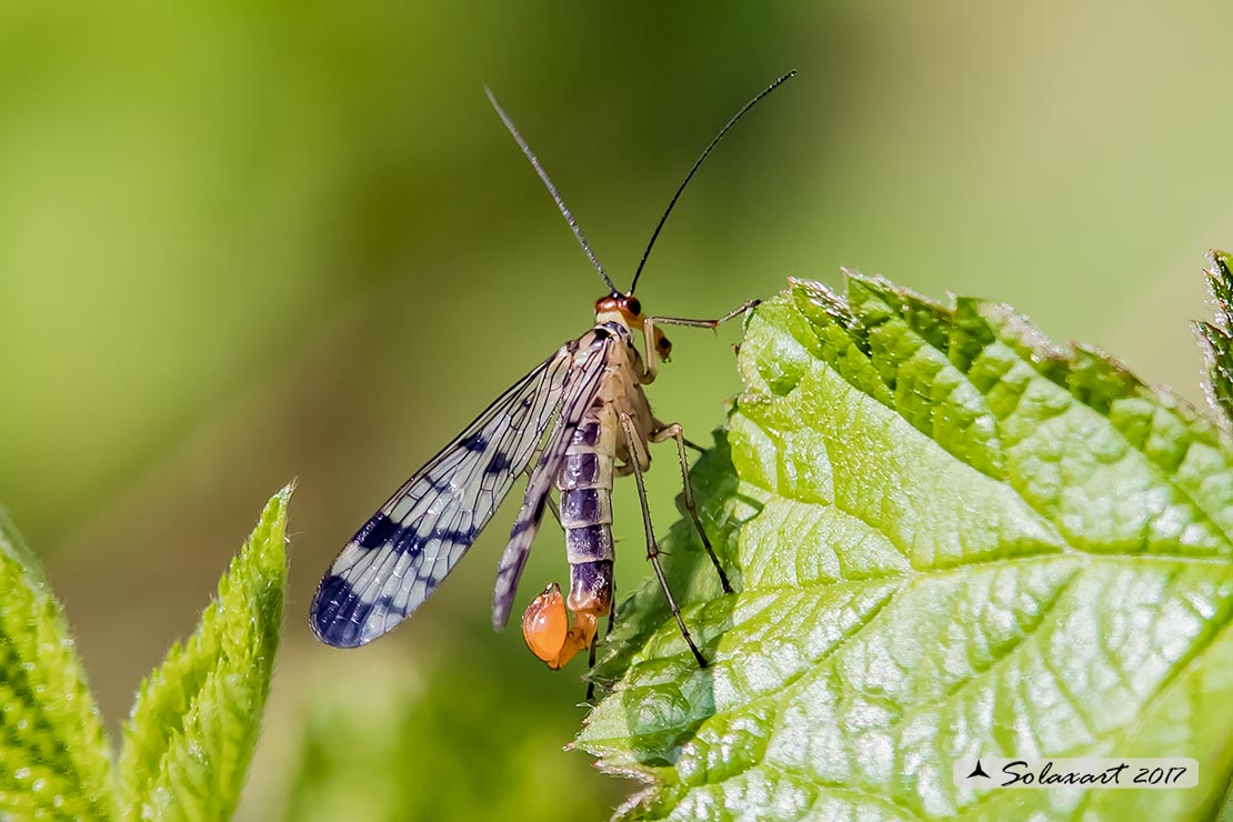 Panorpa cognata: Mosca scorpione (maschio) - scorpionfly (male)