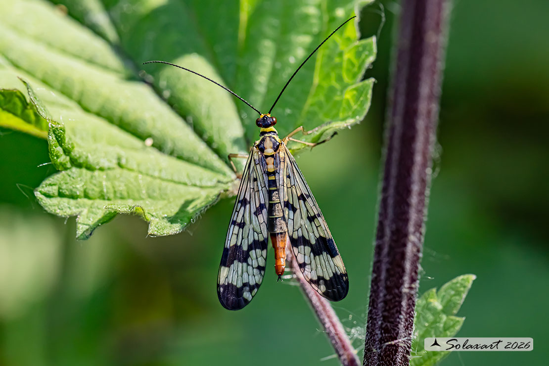 Panorpa cognata: Mosca scorpione (femmina) - scorpionfly (female)