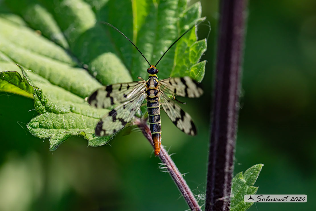 Panorpa cognata: Mosca scorpione (femmina) - scorpionfly (female)