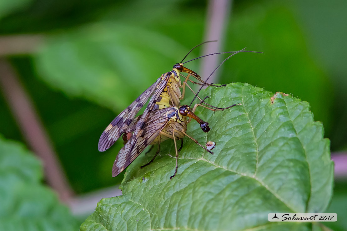 Panorpa communis (copula)