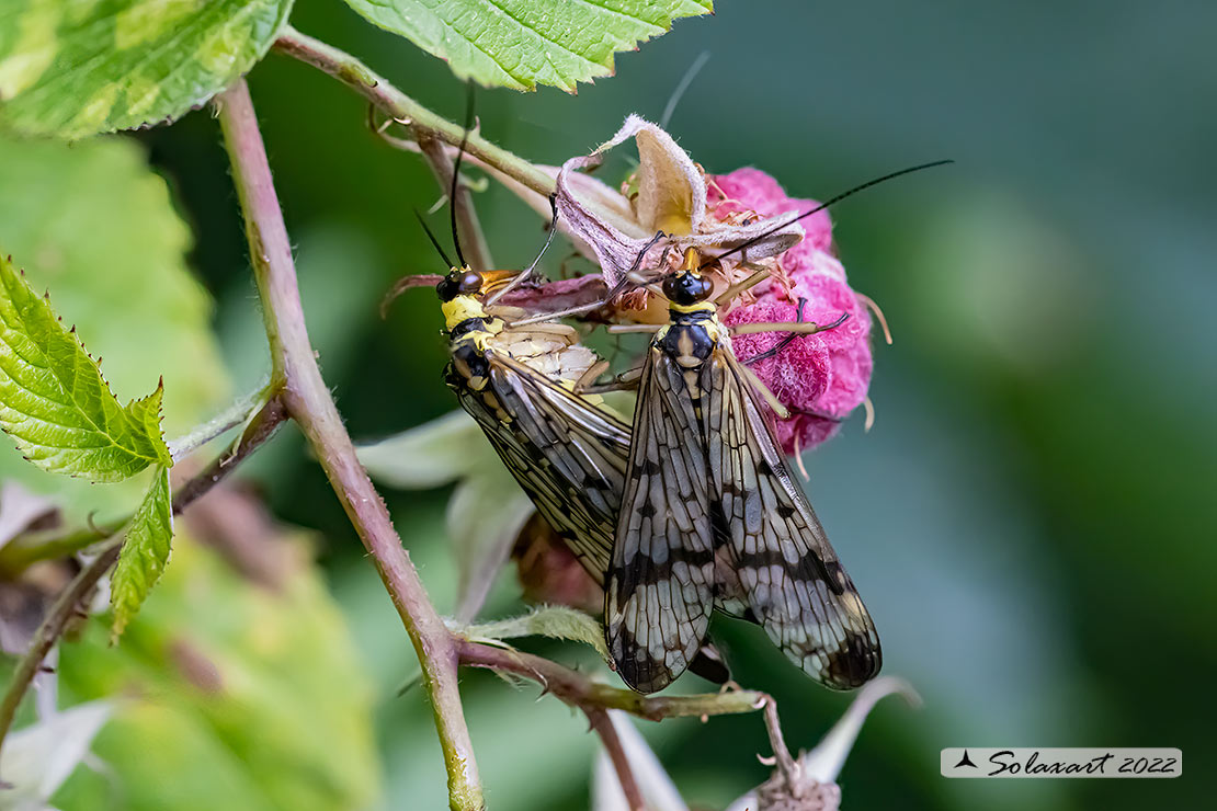 Panorpa communis (copula)