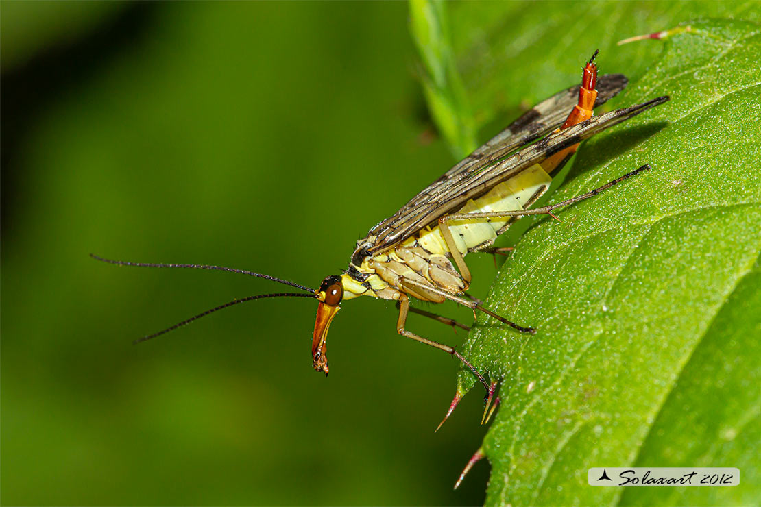 Panorpa communis - Mosca scorpione - common scorpionfly - femmina