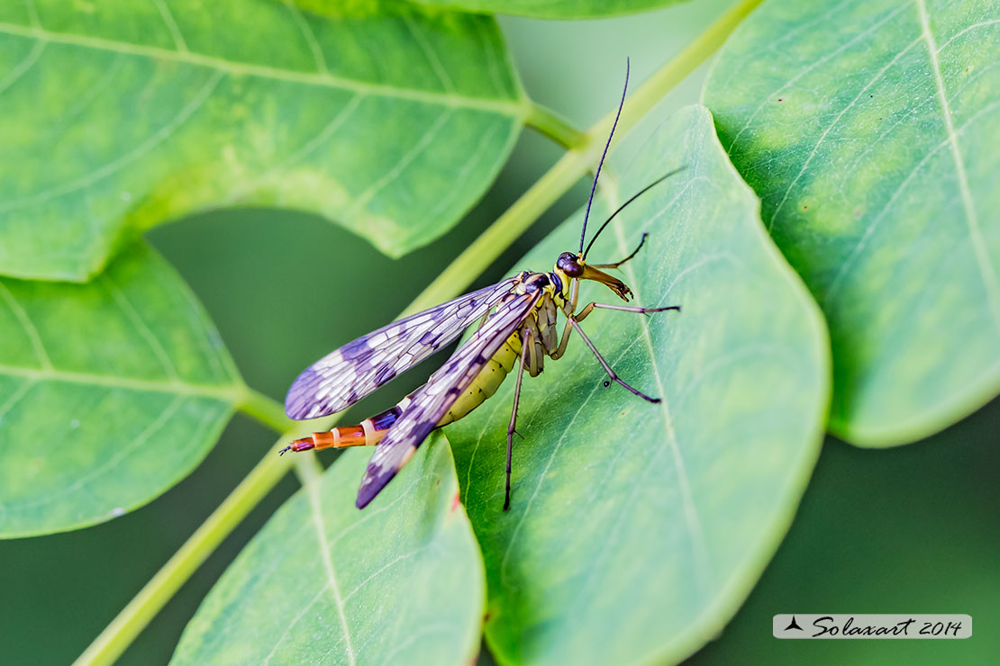 Panorpa communis  - Mosca scorpione - common scorpionfly - femmina