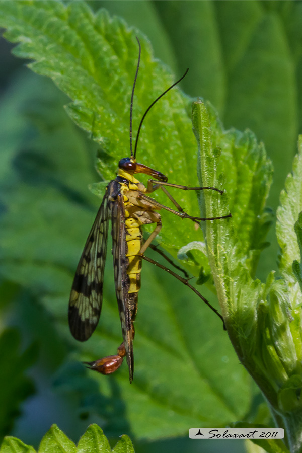 Panorpa communis (maschio)