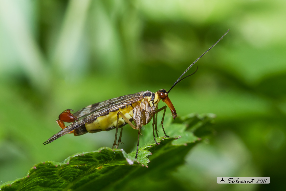 Panorpa communis (maschio)