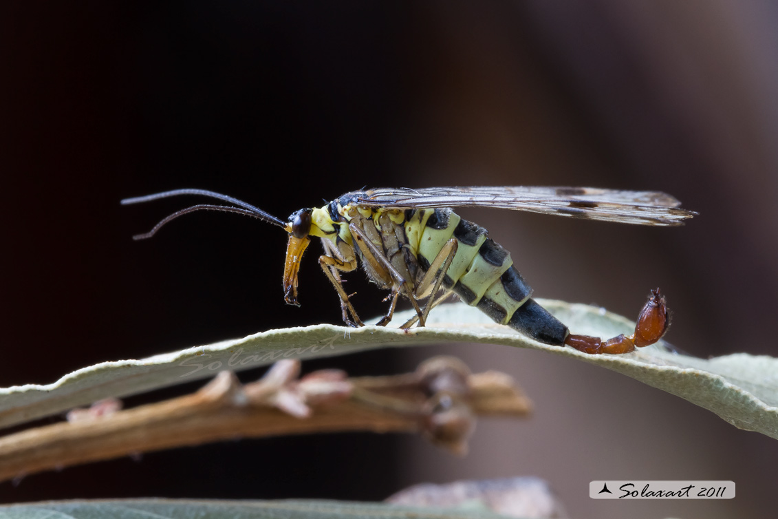 Panorpa communis - Mosca scorpione - common scorpionfly