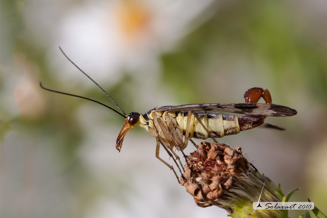 ordine: Mecoptera; famiglia: Panorpidae; Specie: panorpa comune - maschio