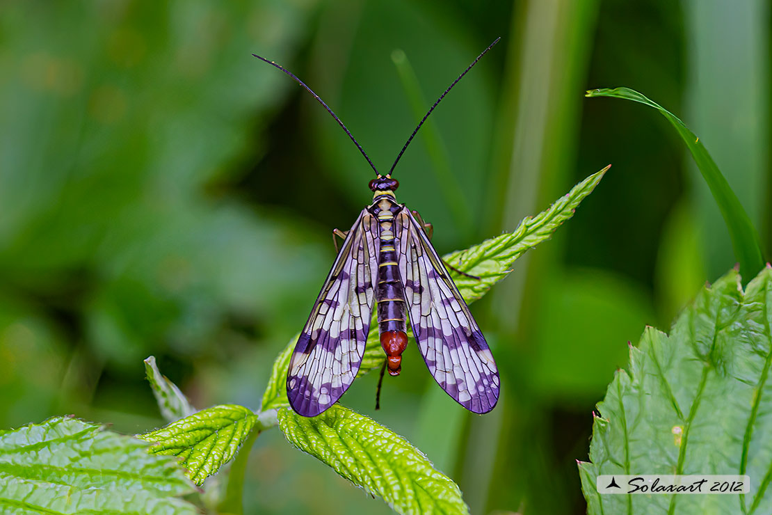 Panorpa communis - Mosca scorpione - common scorpionfly
