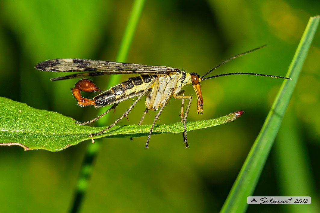 Panorpa communis  - Mosca scorpione - common scorpionfly