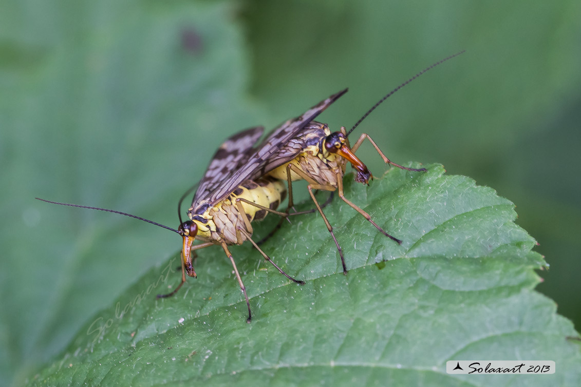 Panorpa communis (copula)