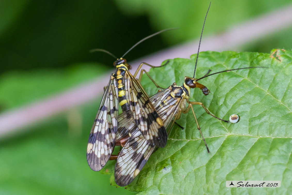 Panorpa communis (copula)