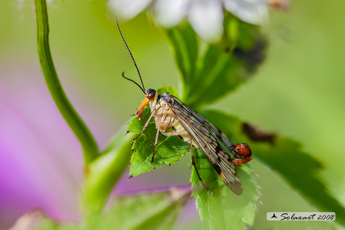 Panorpa communis - Mosca scorpione - common scorpionfly