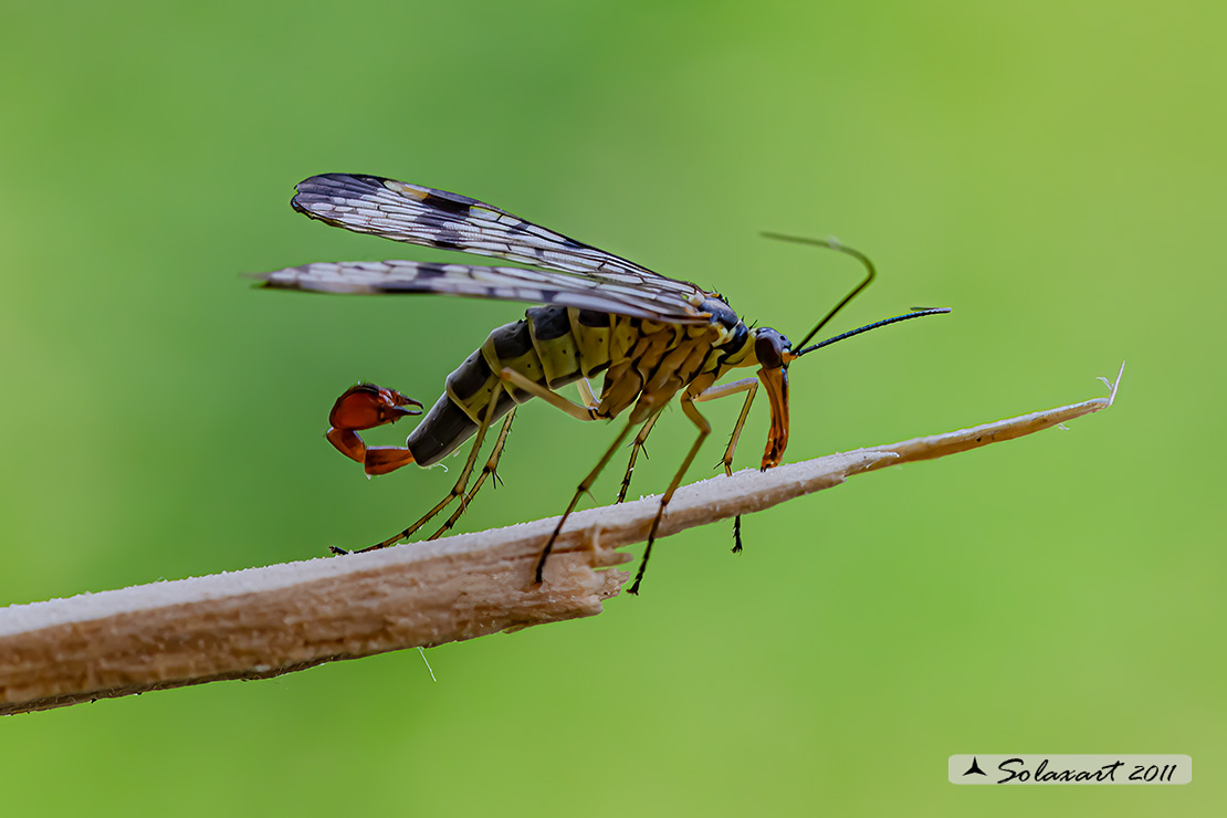 Panorpa communis - Mosca scorpione - common scorpionfly