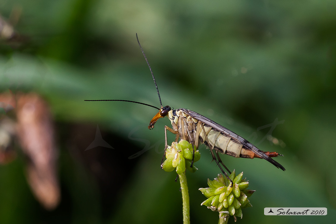 Panorpa communis - Mosca scorpione - common scorpionfly - femmina