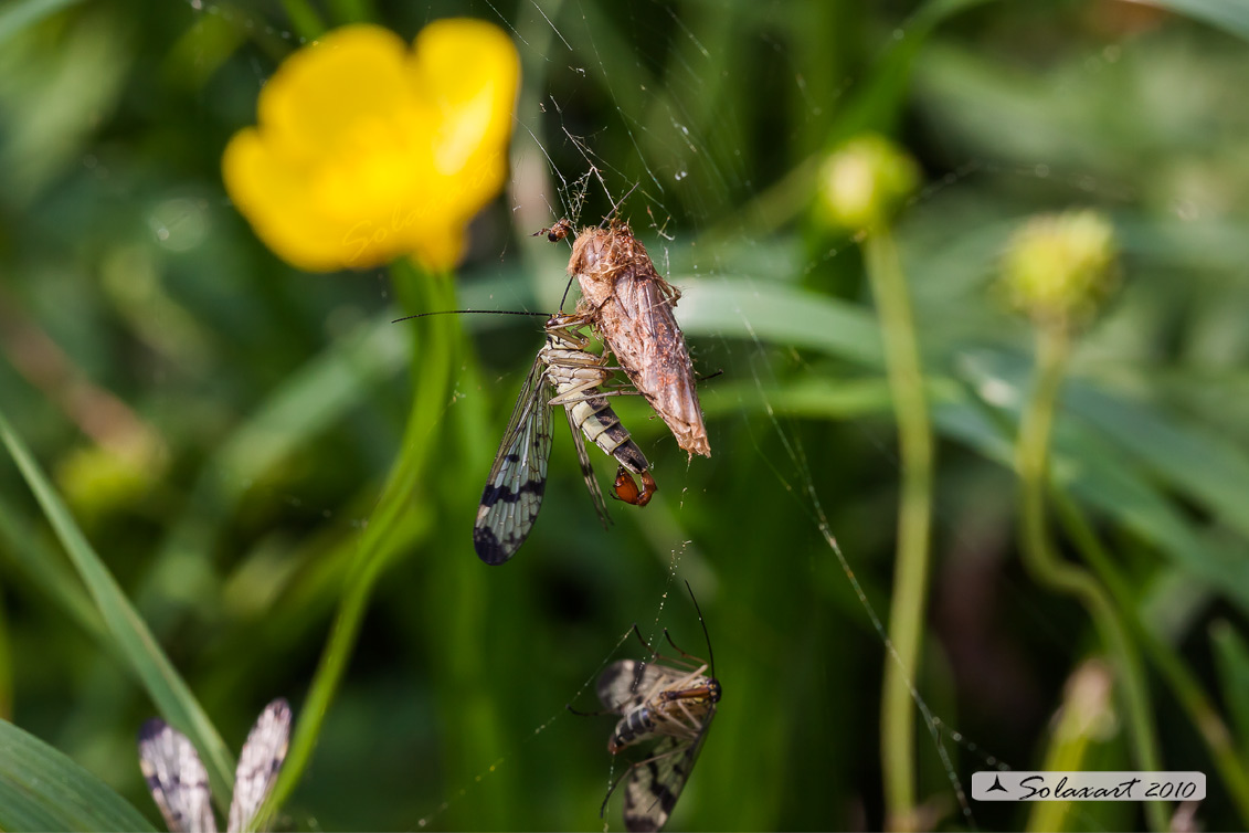 ordine: Mecoptera; famiglia: Panorpidae; Specie: Panorpa comune - maschio