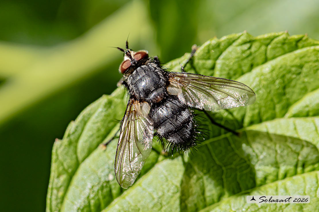 Panzeria anthophila