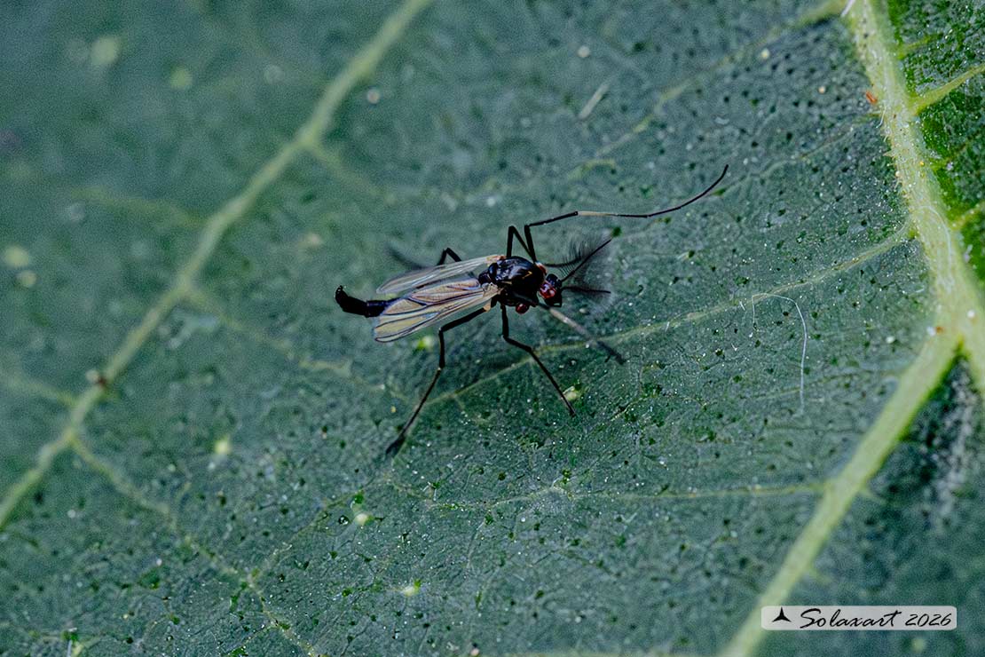 Paratendipes albimanus