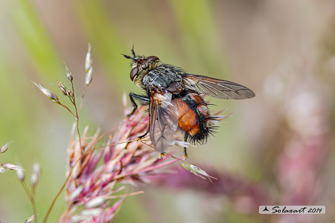 Peleteria rubescens