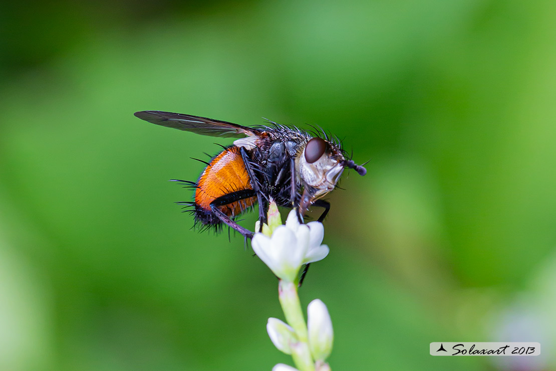 Peleteria rubescens