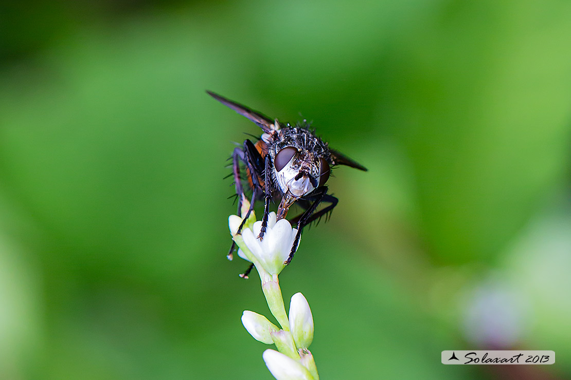 Peleteria rubescens