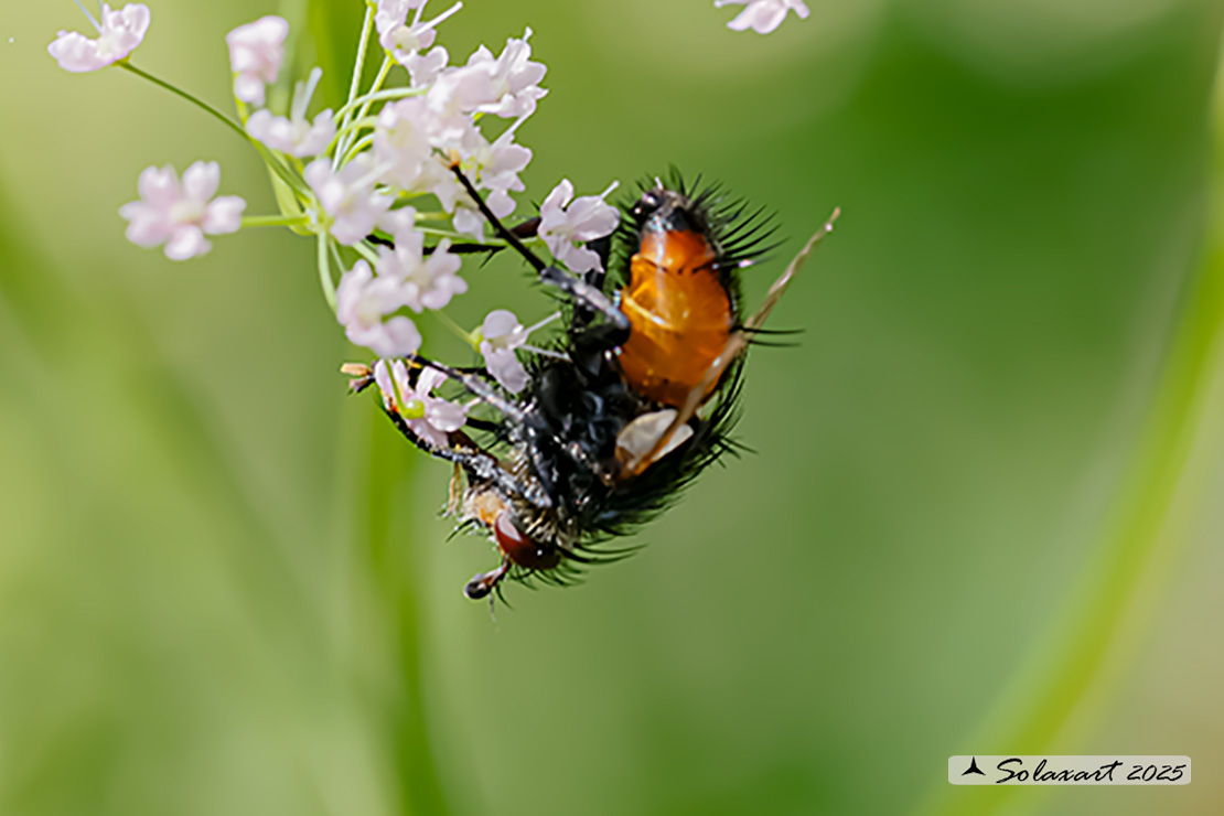 Peleteria rubescens