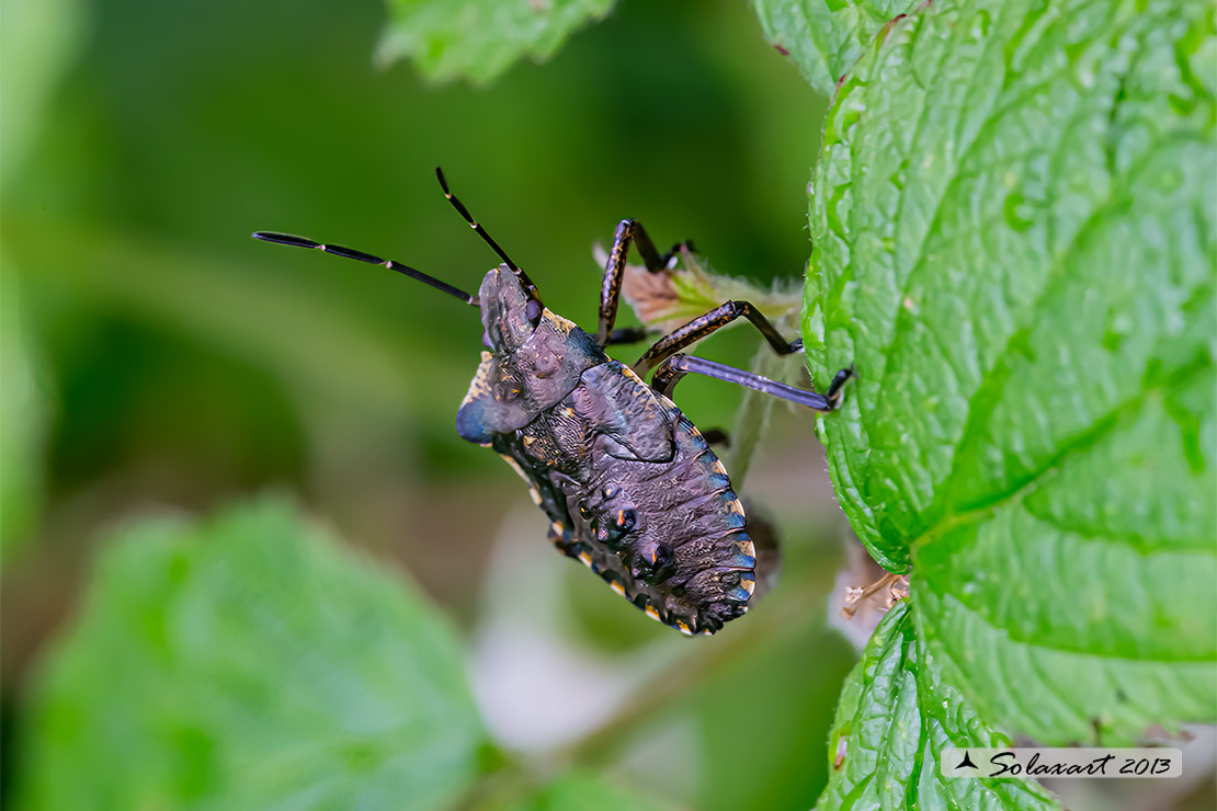 Pentatoma rufipes