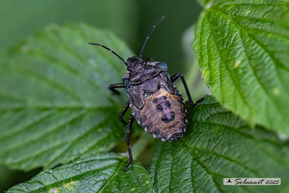 Pentatoma rufipes