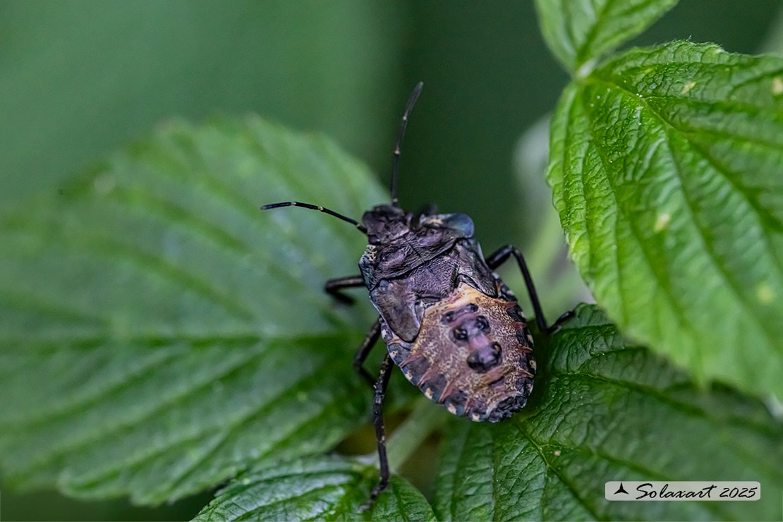 Pentatoma rufipes