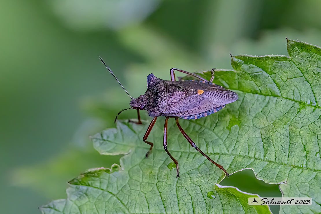 Pentatoma rufipes