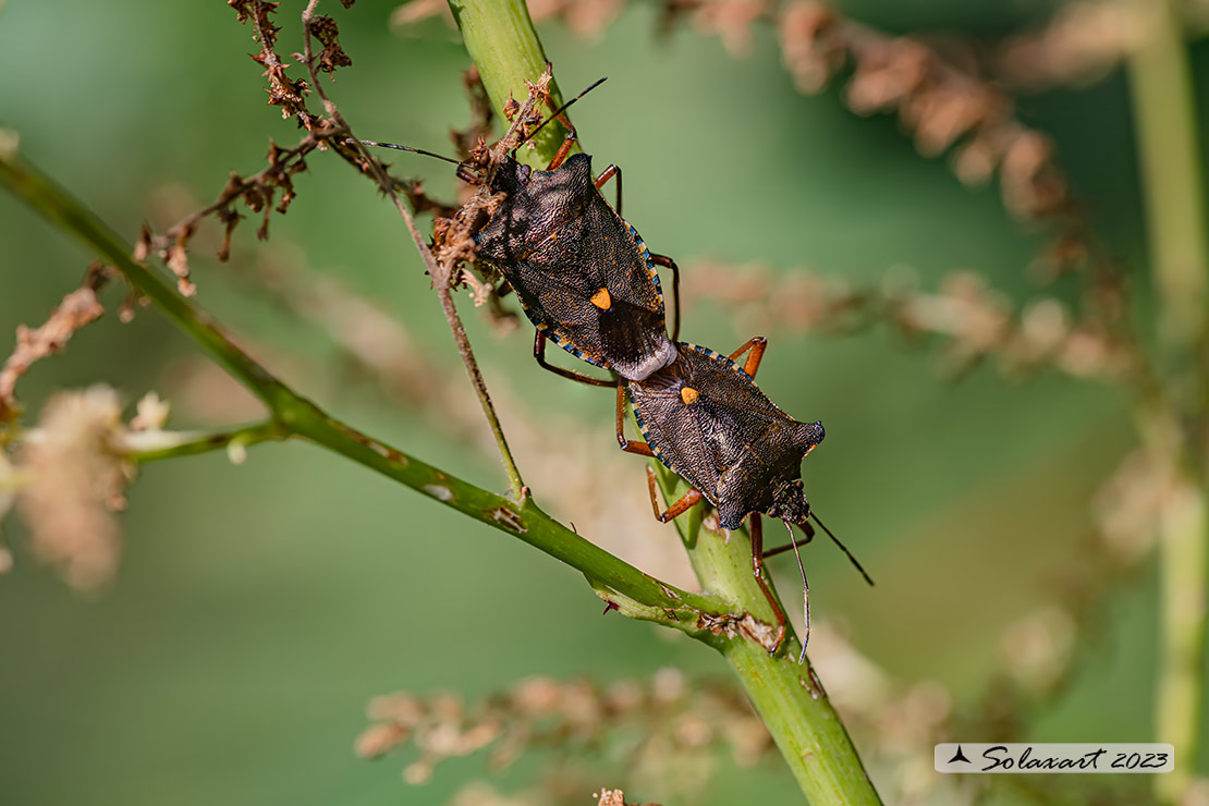 Pentatoma rufipes