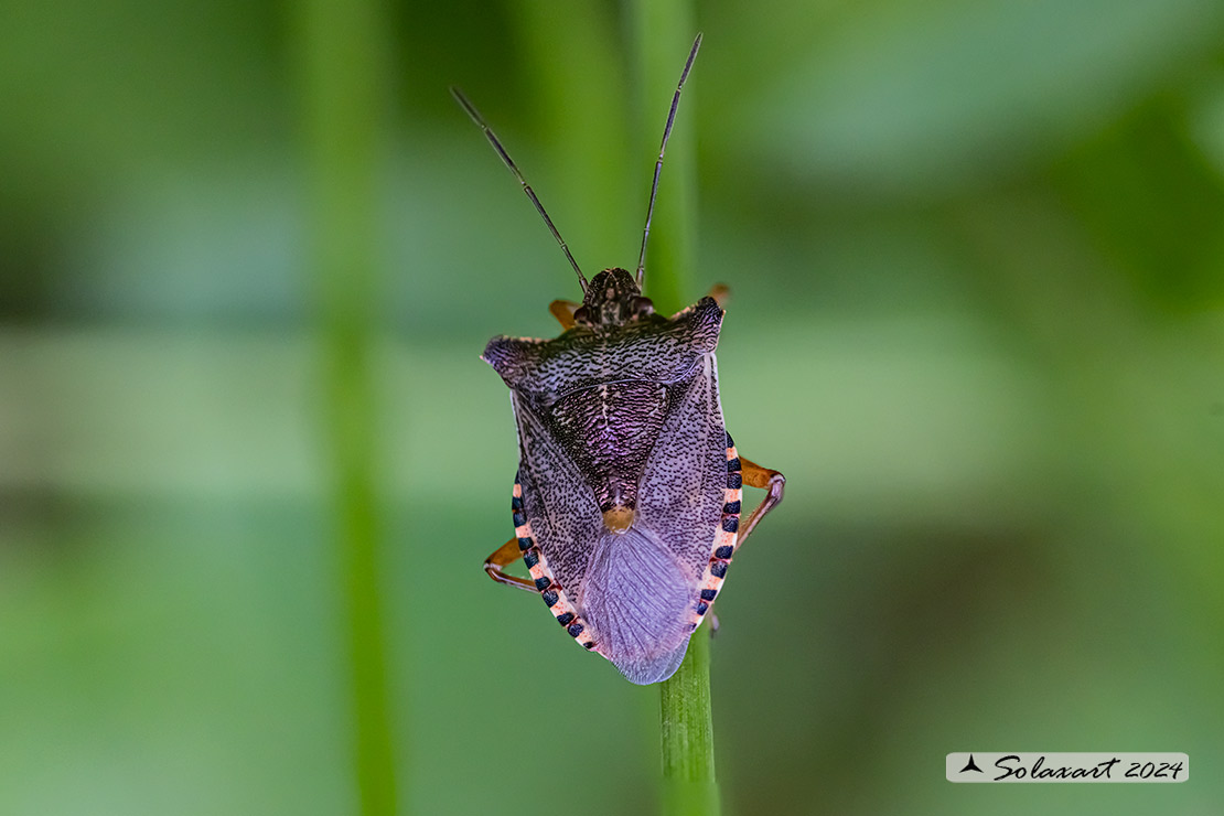Pentatoma rufipes