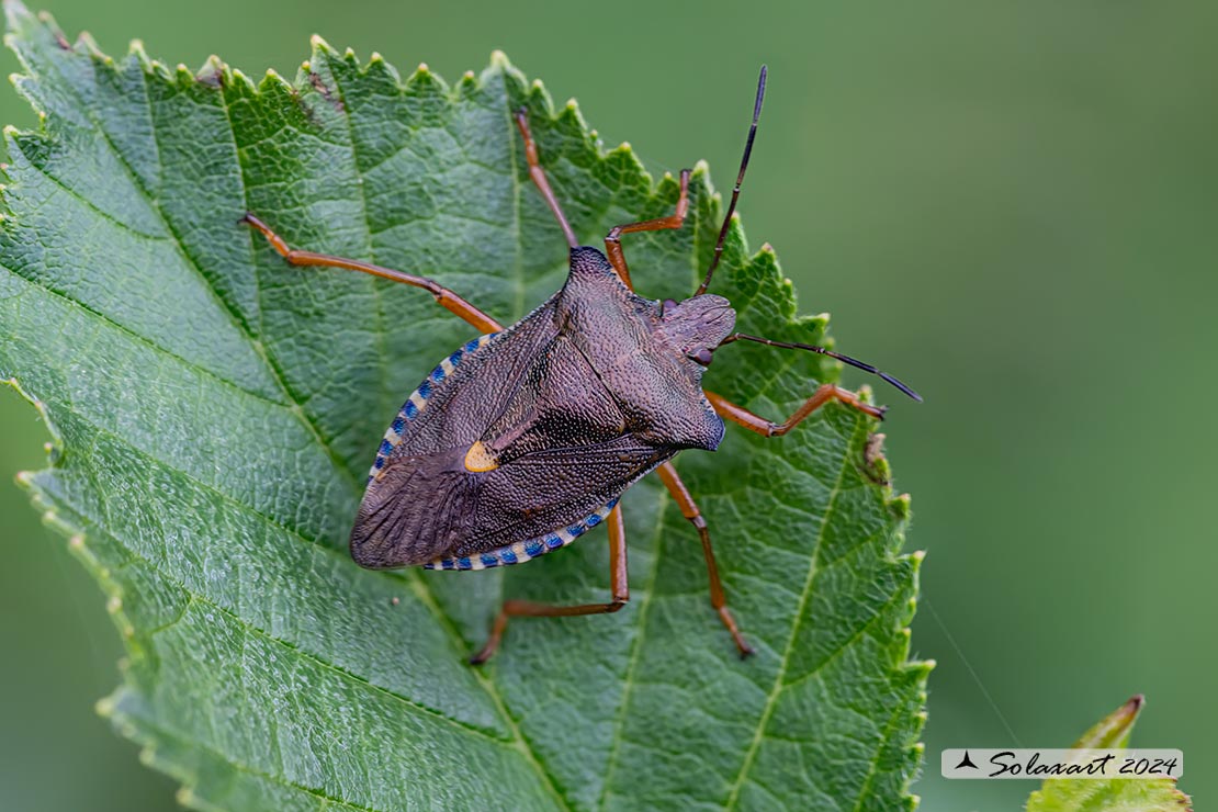 Pentatoma rufipes