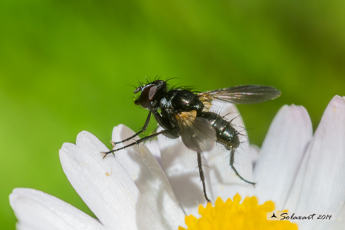 Phania funesta