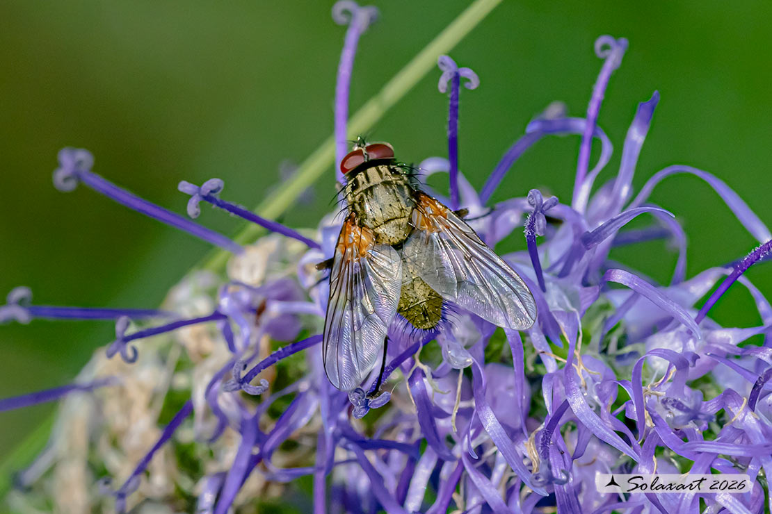 Phaonia angelicae