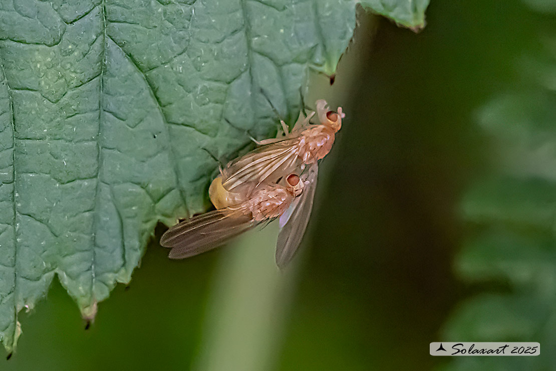 Phaonia pallida
