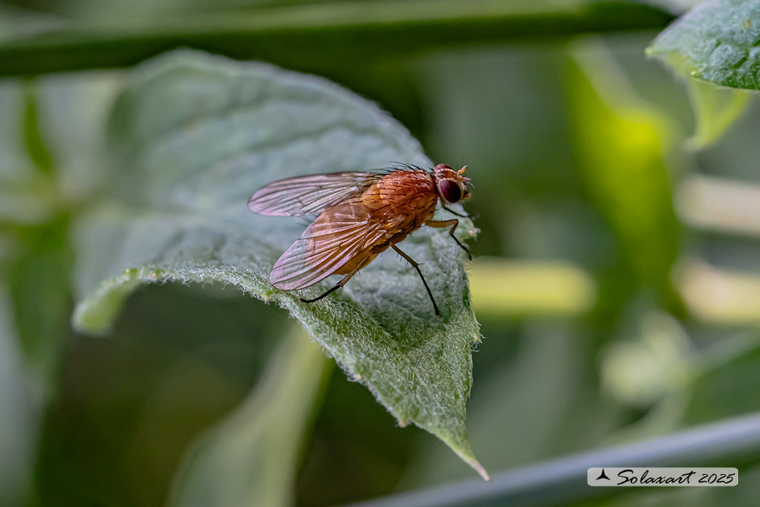 Phaonia pallida