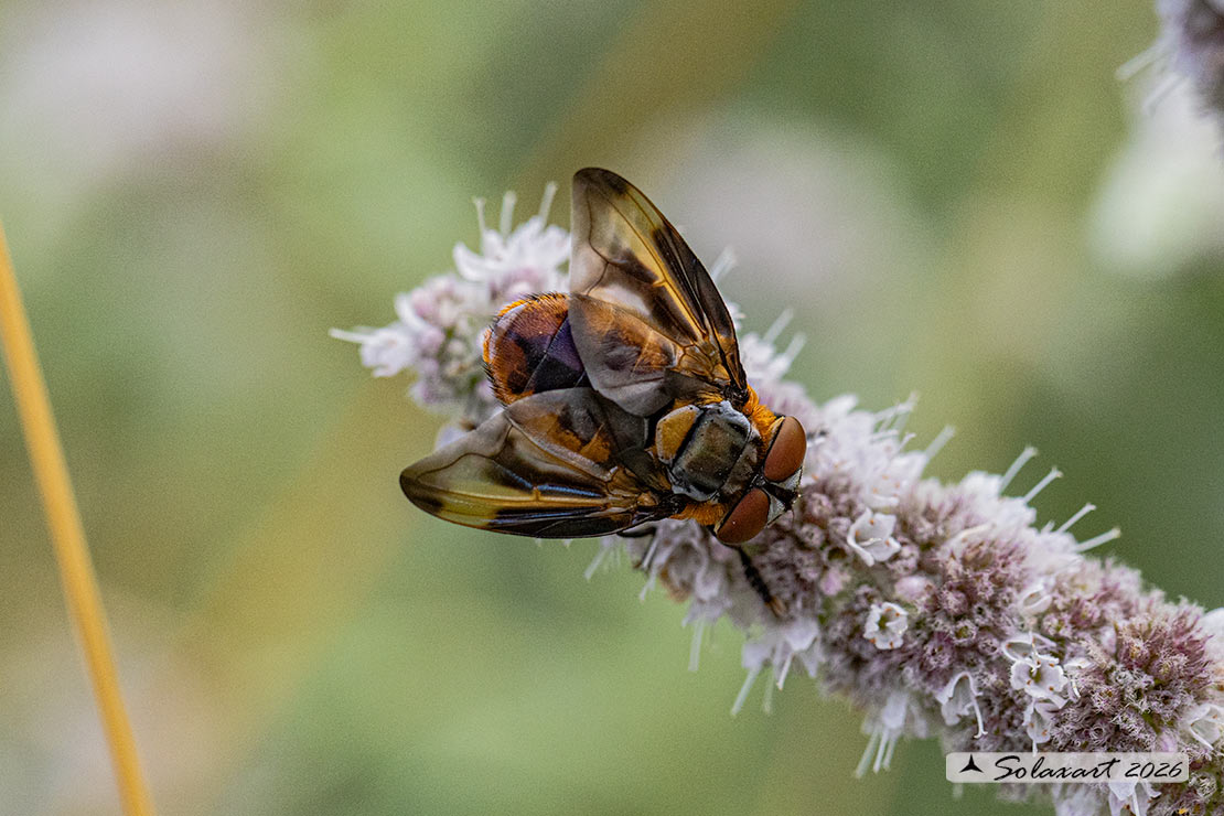 Phasia hemiptera