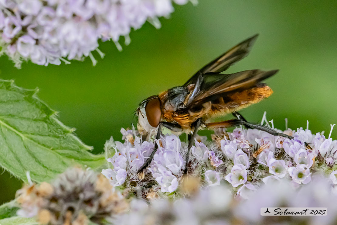 Phasia hemiptera